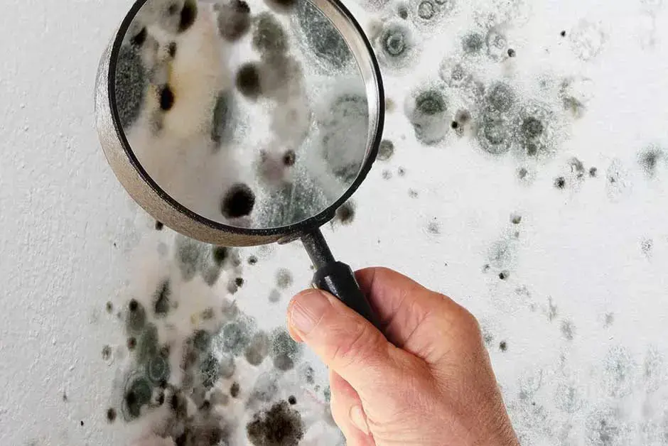 Czym grozi pleśń w mieszkaniu? Alergie astma i grzybice.